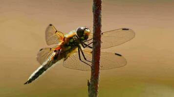 Big dragonfly macro close-up view warming up in the sun to hunt insects like flies as beneficial animal and pest control with filigree wings and big compound eyes for clear sight as odonata damselfly video