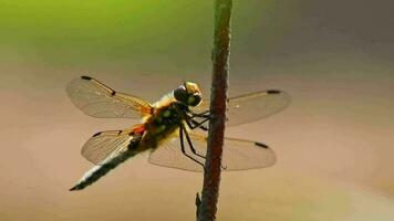 Big dragonfly macro close-up view warming up in the sun to hunt insects like flies as beneficial animal and pest control with filigree wings and big compound eyes for clear sight as odonata damselfly video