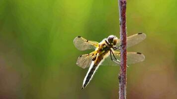 Big dragonfly macro close-up view warming up in the sun to hunt insects like flies as beneficial animal and pest control with filigree wings and big compound eyes for clear sight as odonata damselfly video