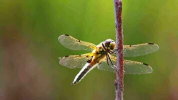 Big dragonfly macro close-up view warming up in the sun to hunt insects like flies as beneficial animal and pest control with filigree wings and big compound eyes for clear sight as odonata damselfly video