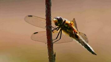 Big dragonfly macro close-up view warming up in the sun to hunt insects like flies as beneficial animal and pest control with filigree wings and big compound eyes for clear sight as odonata damselfly video