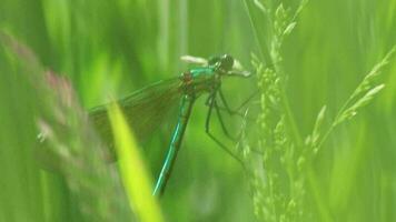 Female banded demoiselle Caloptery Splendens with golden wings, a green-chromed body and red facette eyes as filigree insect hunter shows healthy environment and the fragility of nature to protect video