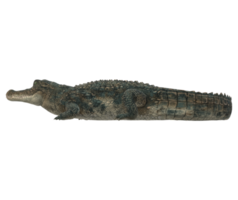 alligator isolé sur une transparent Contexte png