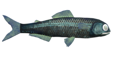 Lanternfish isolated on a Transparent Background png
