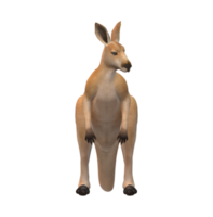 Kangaroo isolated on a Transparent Background png