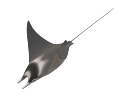 Mobula Rays Fish isolated on a Transparent Background png