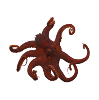 Octopus isolated on a Transparent Background png
