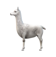 alpaca isolato su un' trasparente sfondo png