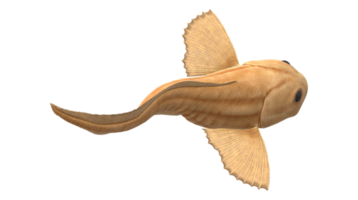 Mariana Snailfish isolated on a Transparent Background png