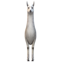 alpaca geïsoleerd Aan een transparant achtergrond png