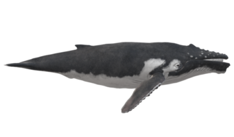 gebochelde walvis geïsoleerd Aan een transparant achtergrond png