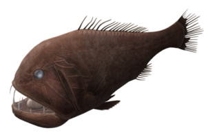 Fangtooth Fish isolated on a Transparent Background png