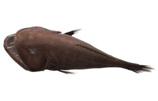 fangtand fisk isolerat på en transparent bakgrund png