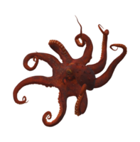 Octopus isolated on a Transparent Background png