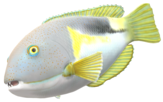 Stoßzahn Fisch isoliert auf ein transparent Hintergrund png