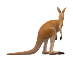 Kangaroo isolated on a Transparent Background png