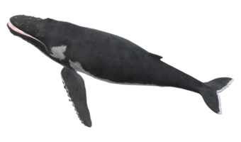 jorobado ballena aislado en un transparente antecedentes png