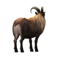 Himalayan Mountain Goat isolated on a Transparent Background png