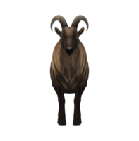 Himalayan Mountain Goat isolated on a Transparent Background png