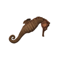 Sea Horse isolated on a Transparent background png