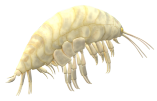 Amphipode isoliert auf ein transparent Hintergrund png