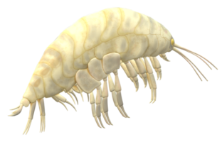 amphipode isolé sur une transparent Contexte png