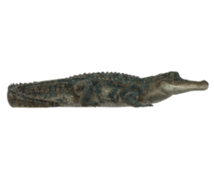 alligator geïsoleerd Aan een transparant achtergrond png