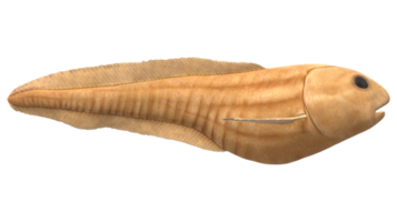 Mariana Snailfish isolated on a Transparent Background png