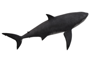 megalodon haj isolerat på en transparent bakgrund png