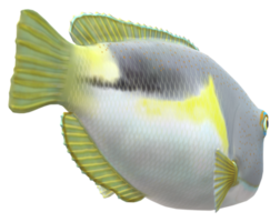 bete fisk isolerat på en transparent bakgrund png