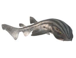 Pyjama Shark isolated on a Transparent Background png