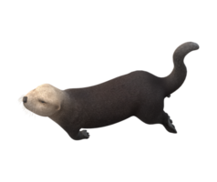 mer loutre isolé sur une transparent Contexte png