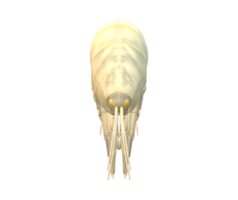 Amphipode isoliert auf ein transparent Hintergrund png