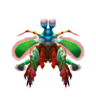 Mantis Shrimp Isolated on a Transparent Background png