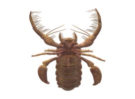 jaekelopterus isoliert auf ein transparent Hintergrund png