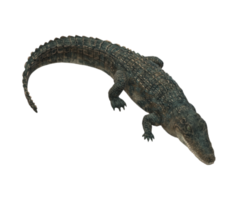 Alligator isoliert auf ein transparent Hintergrund png