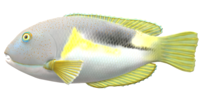 Tusk fish isolated on a Transparent Background png