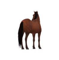 Horse isolated on a Transparent Background png