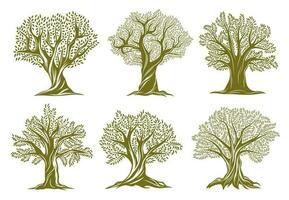 Old olive, willow or oak trees engraved icons vector