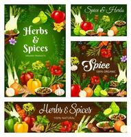 Cooking herbs and seasonings, spice condiments vector