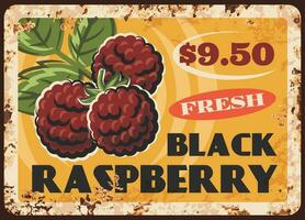 Black raspberry rusty plate, vector vintage card