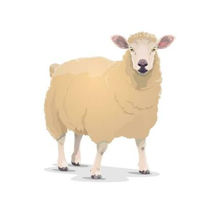 White sheep vector domestic cartoon animal icon