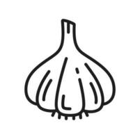 Garlic bulb, clove isolated vegetable line icon vector