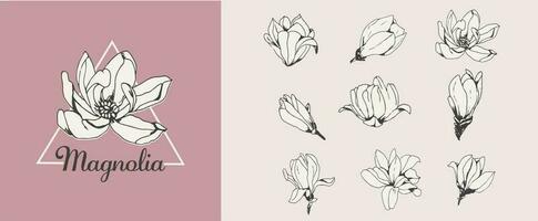 conjunto de dibujado a mano rosado magnolias vector