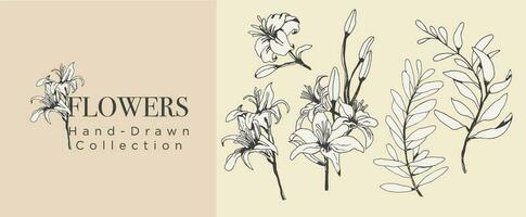 hand-drawn lilies and leaves collection vector