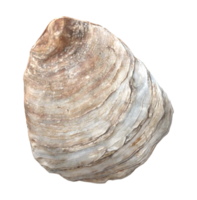 Oyster isolated on a Transparent Background png