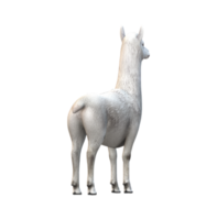 Alpaca isolated on a Transparent Background png