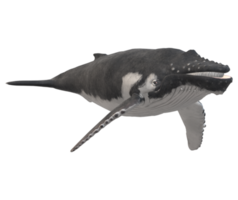 gebochelde walvis geïsoleerd Aan een transparant achtergrond png