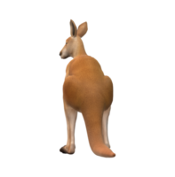 Kangaroo isolated on a Transparent Background png