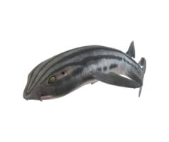 Pyjama Shark isolated on a Transparent Background png